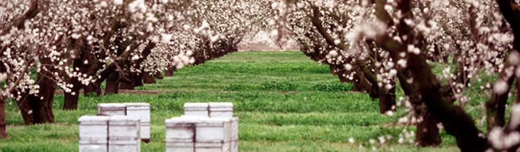 Photo of flowering trees and bee boxes in an orchard.